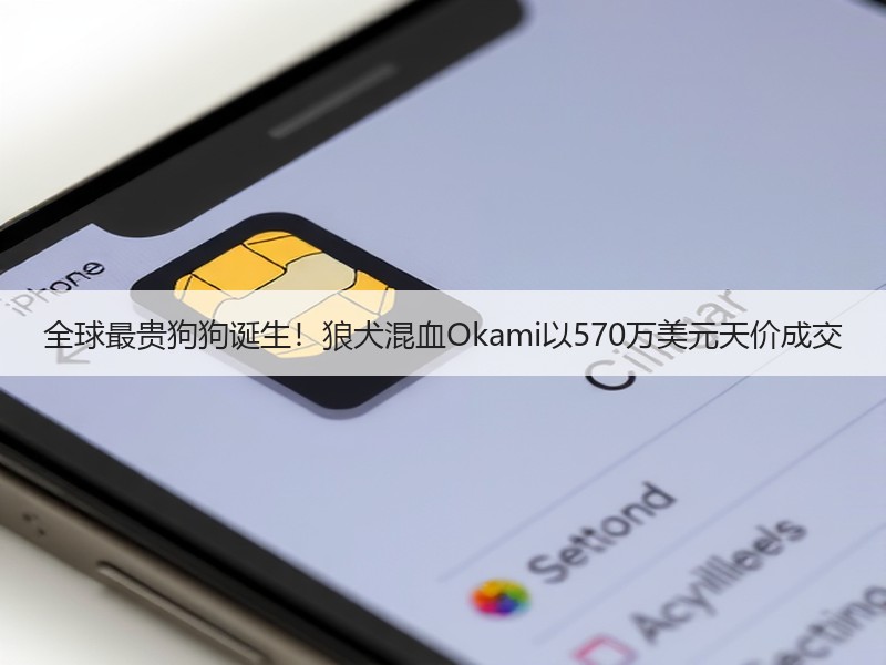 全球最贵狗狗诞生！狼犬混血Okami以570万美元天价成交